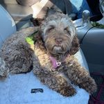 Nora🤍 - @nora_cobberdog - Instagram