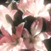 nora~ - @devinenora - TikTok