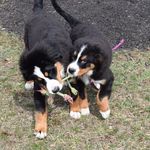 Nora & Henry Lumis - @berner_siblings_ - Instagram
