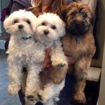 Nora, Henry and Theo - @nora_andtheboys - Instagram