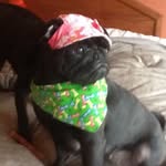 Nora Higgins - @maxpugsy - Instagram
