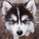 Nora Howard - @ya_husky - Instagram