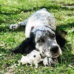 Ⓝ Ⓞ Ⓡ Ⓐ 🐾 - @nora_the_hunter - Instagram