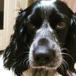 Nora_the_hunter - @ol_smirnov37 - Instagram
