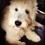 Nora Kahn - @nora_doodle - Instagram