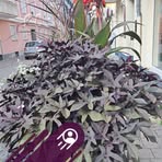 Nora Koch - Facebook