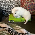 Nora Marks - @eddie_vedderthe_piggy - Instagram