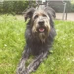Nora🐶 - @nora_jean_pepper - Instagram