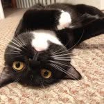 Lenora Patches Petrucci - @norathecat - Instagram
