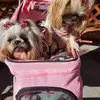 Nora Solis Poling - @nora.solis.poling - TikTok