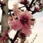 Nora Justus Powell - @dancin4him66 - Instagram