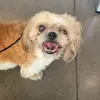 The Shih Tzus - @noraronquillo2019 - TikTok