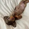 Nora&Roque - @nora_theminidachshund - TikTok
