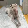 Шарпейчик Нора🐕‍🦺 - @norasharpei - TikTok
