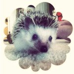 Nora Sharp The Hedgehog - @nora_sharp - Instagram