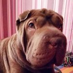 Nora Sharpei - @nora_sharpei - Instagram