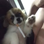 Max Norasingh - @norasingh_420 - Instagram