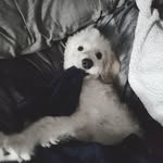 Nora_Small_Dog - @norasmalldog - Instagram