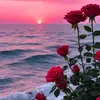 Nora soliman - @soly56087 - TikTok