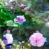 Nora Sutherland446 - @nora.sutherland - TikTok