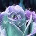 Nora Wolfe - Facebook