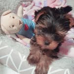 Nora 🐾❤🐾 Belgrade, Serbia - @norayorkie - Instagram