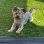 💓Nora_yorkie💓 - @nora_yorki17 - Instagram