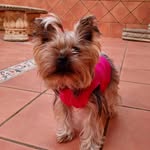 ℕ𝕠𝕣𝕒🐾 - @nora_yorkiee - Instagram