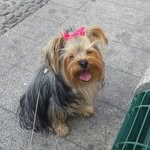 norayorkie - @nora_the_yorkie - Instagram