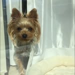nora.yorkie - @nora.yorkie - Instagram