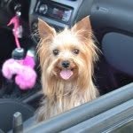 @norayorkshireterrier - Instagram