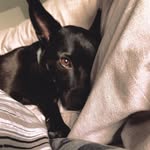 Zora - @zora_nora_thedog - Instagram