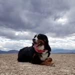 Norbert - @norbert_and_cooper - Instagram