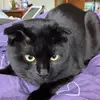 Norbert - @norbertkatt - TikTok