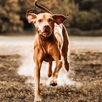 Norbert Stein - @dobby_2012 - Instagram