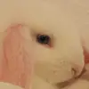 Norbert Selzer - @norbertselzer - TikTok