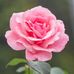 Noreen Corcoran - Facebook
