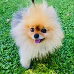 Noreen Lee - @gigglyyme - Instagram