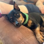 Noreen Patrick Marsh - @thehickoryhillkennel - Instagram