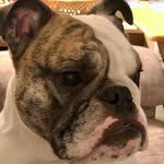 Norm Bailey - @razzledazzledodici - Instagram