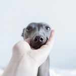 Iggy Norman - @norman.greyhound - Instagram