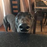 Norman - @storminnorman_the_greyhound - Instagram