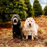 🐾Norman & Wanda🐾 - @norman_and_wanda_the_sharpeis - Instagram