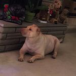 NormanPittsburghSharpei - @norman.pittsburgh.sharpei - Instagram