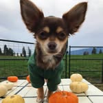 Normanthedog - @norm.stewart - Instagram