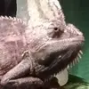 norma alaniz336 - @normaalaniz336 - TikTok