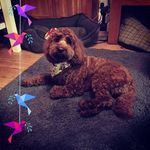 Norma Ashby - @ashby1800 - Instagram