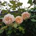 Norma Ashton - Facebook