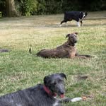Dennis, Badger, Norman & Moose - @dennis_badger_norman__moose - Instagram