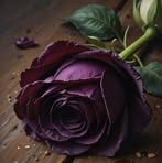 Norma Barron - Facebook